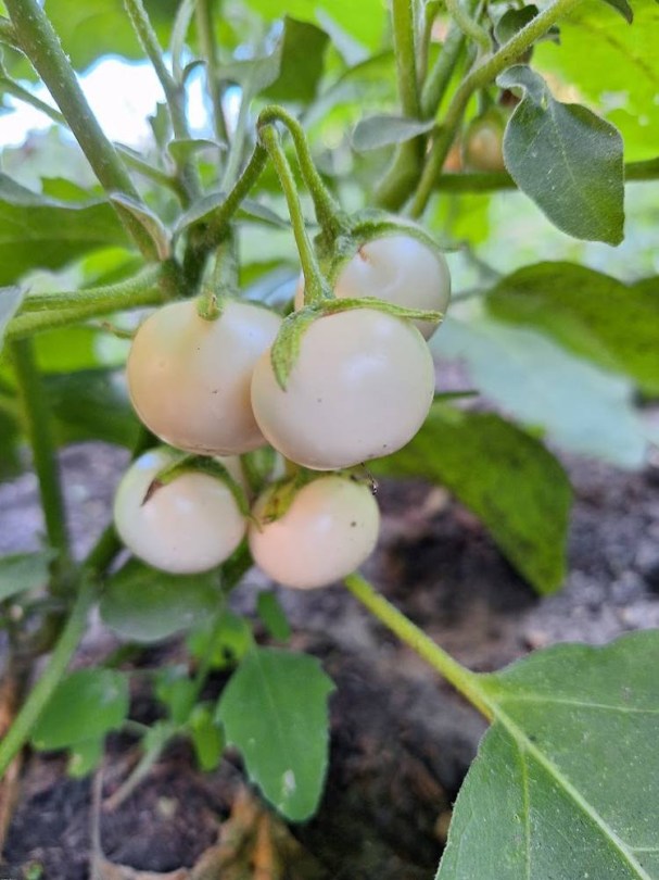 Krob-Khao padlizsán - thai tájfajta, Solanum melongena, padlizsán